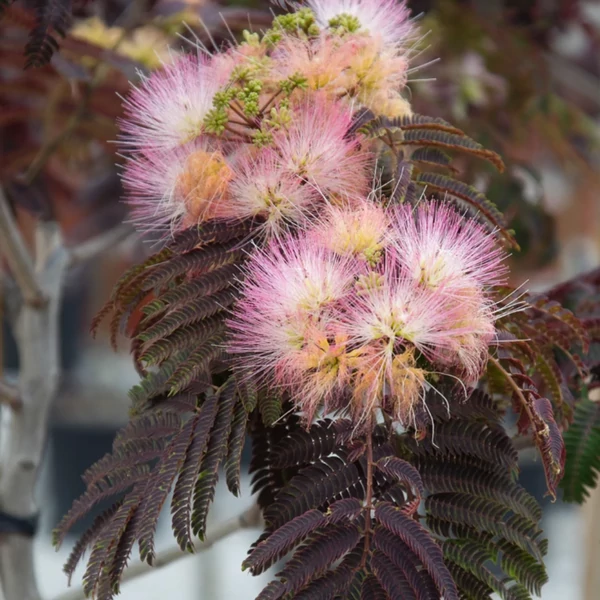 Albizia julibrissin 'Summer Chocolate' - Bordó levelű selyemakác K20 150/175