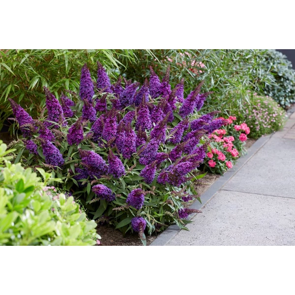Buddleja davidii Butterfly Candy Little lila - Nyáriorgona CS17