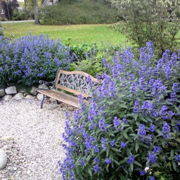 Caryopteris x clandonensis 'Heavenly Blue' - Angol kékszakáll halványkék K2 40/60
