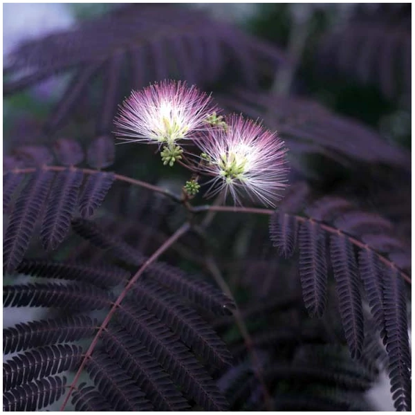 Albizia julibrissin 'Summer Chocolate' - Bordó levelű selyemakác bokor C30 150/175