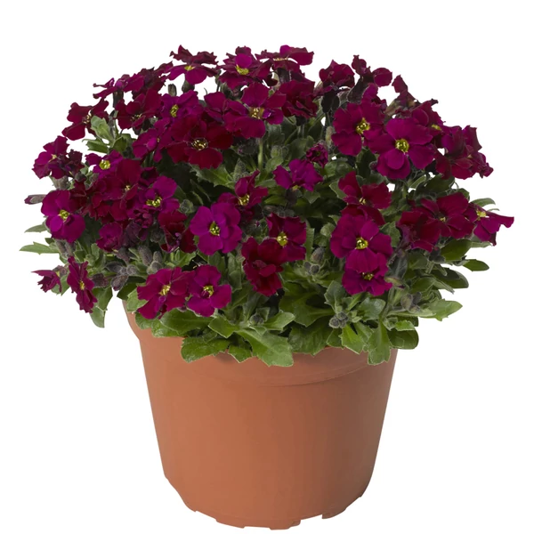 Aubrieta hybrida 'Axcent Burgundy Impoved' -  kerti pázsitviola