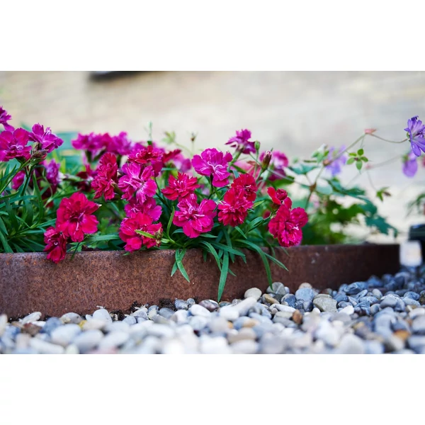 Dianthus Beauties Tiiu - Szegfű Cs10,5