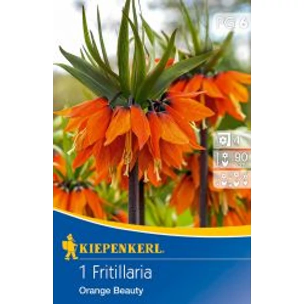 Kiepenkerl Fritillaria Imperialis Orange Beauty császárkorona virághagyma 1db