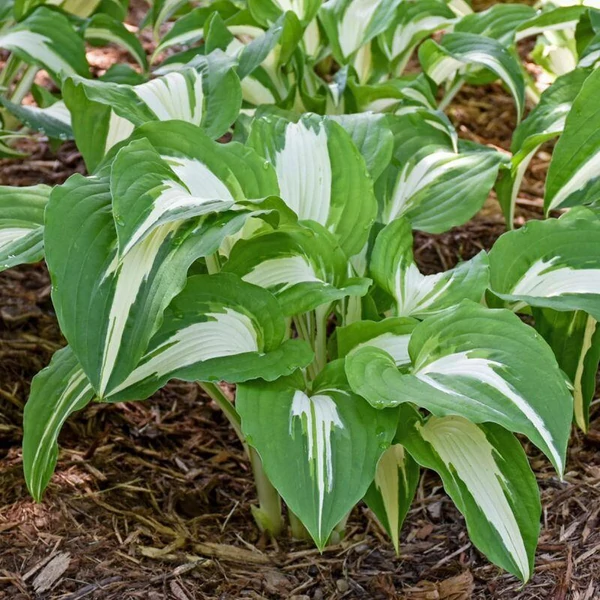 Hosta Night Before Christmas- Árnyékliliom CS14