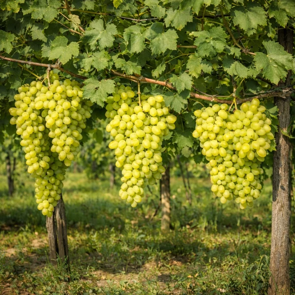 Vitis vinifera - szőlő Belgrádi magvatlan fehér K2 30/50