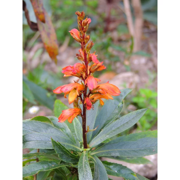 Isoplexis isabelliana Bella Cs19