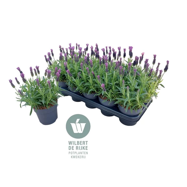 Lavandula stoechas - Fűzéres levendula P12
