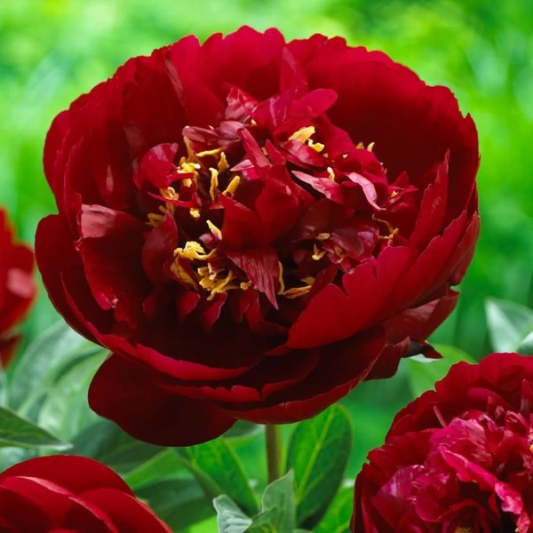 Paeonia lactifora Buckeye Belle- Bazsarózsa 3L