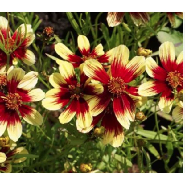 Coreopsis Firefly - Menyecskeszem Cs14
