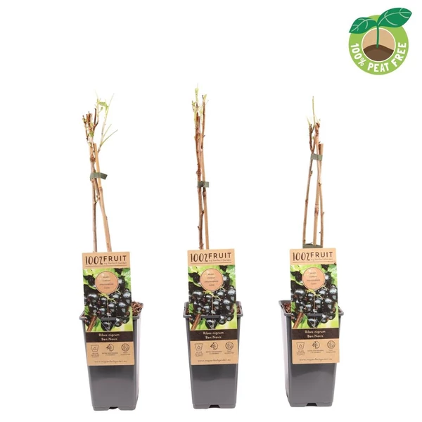 Ribes nigrum Ben Nevis - Fekete ribiszke CS15