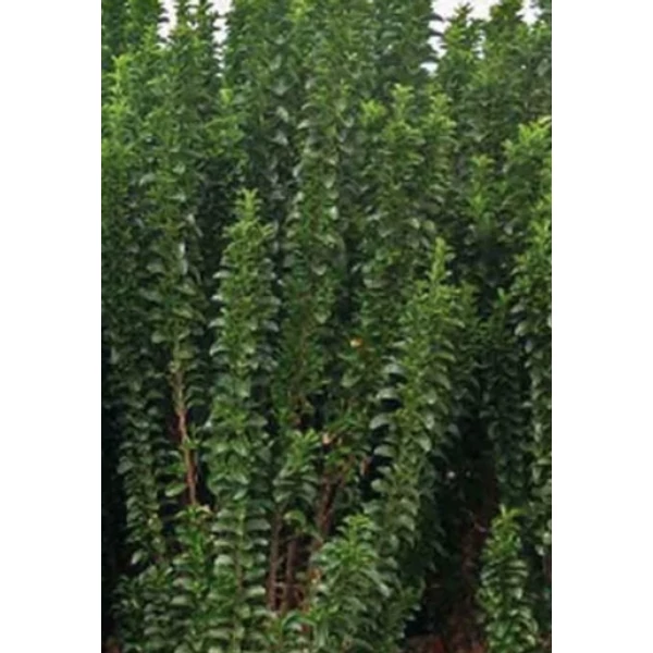 Euonymus japonicus 'Benkomasaki' – Japán kecskerágó K2 20+