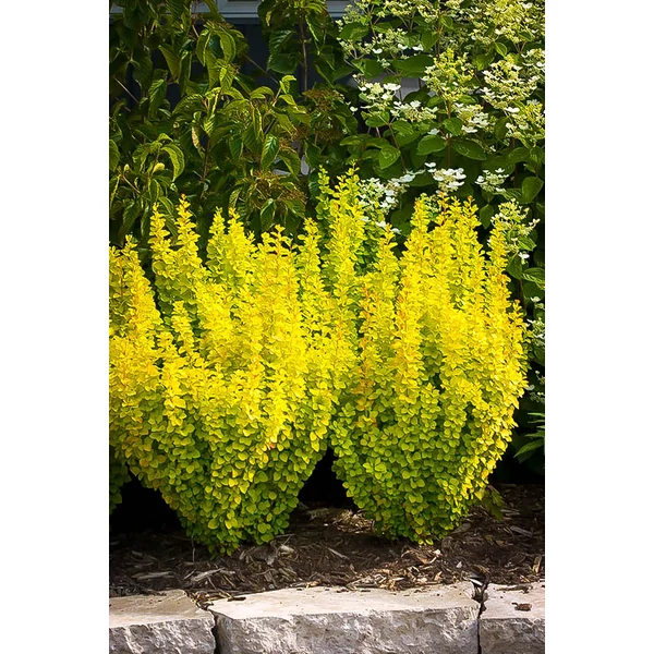 Berberis thunbergii 'Golden Rocket'® – Oszlopos, sárgászöld levelű japán borbolya K2 20/30