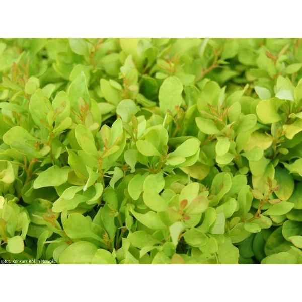 Berberis thunbergii 'Lime Star' - Japán borbolya K2 10-30