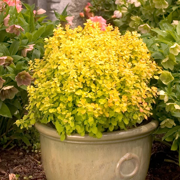 Berberis thunbergii 'Special Gold' – Arany levelű japán borbolya K2 20/40