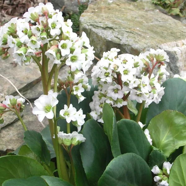 Bergenia cordifolia Snowtime - Bőrlevél 