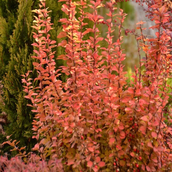 Berberis thunbergii 'Maria' - Sárga oszlopos japán borbolya 20-40 C2