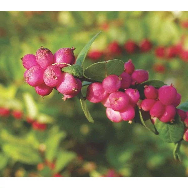 Symphoricarpos x doorenbosii 'Magic Breey' - Hóbogyó K2L 40/60