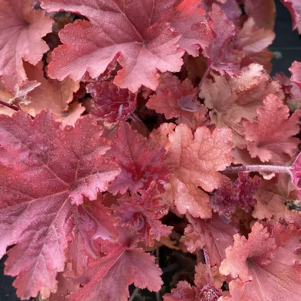 Heuchera Peachberry - Tűzeső Cs14