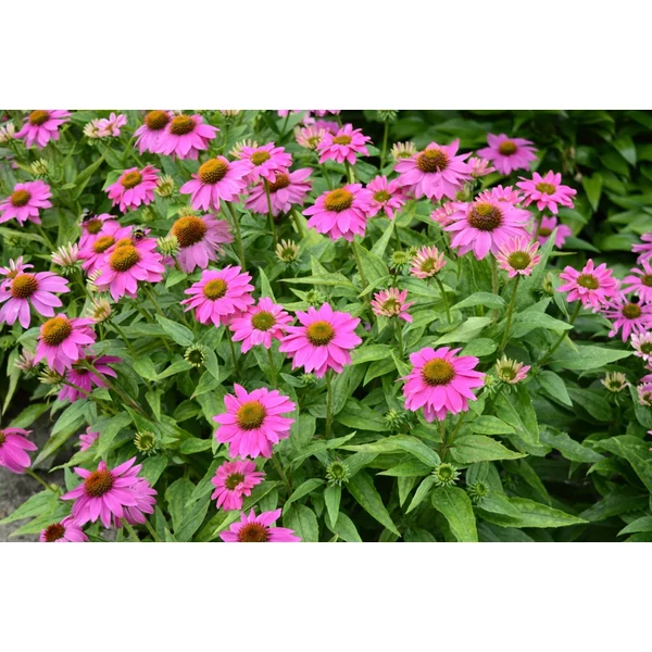 Echinacea purpurea 'PowWow Wild Berry'- Kasvirág CS14