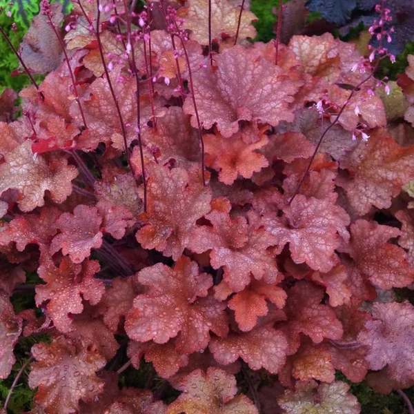 Heuchera Berry Smoothie - Tűzeső K1,5