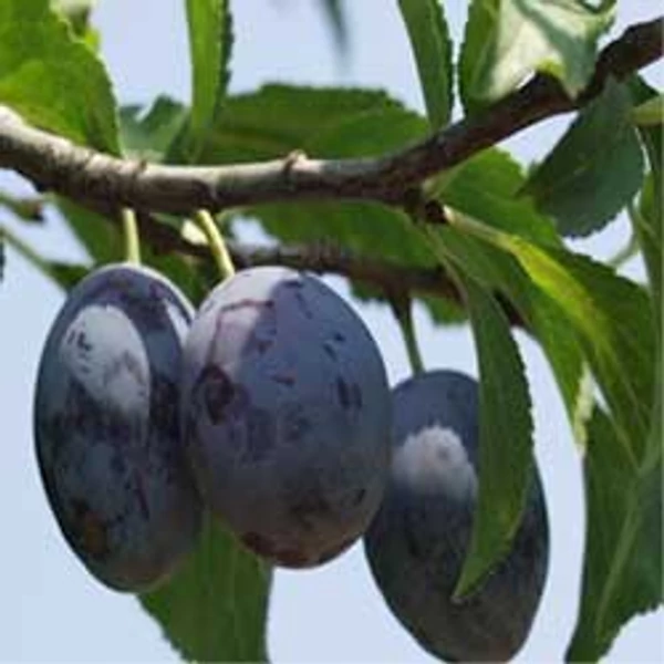 Gyümölcsfa Besztercei szilva - K12 150-200