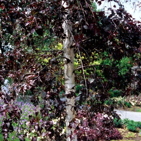 Betula pendula 'Crimson Frost' – Bordó levelű nyír K20 175 