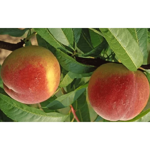 Prunus persica Maria Bianca - Őszibarack 1/2 törzses K5