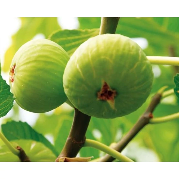 Ficus Carica Füge Brogiotto Bianco K2 35/45