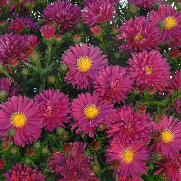 Aster dumosus Rubin - Törpe őszirózsa Cs14
