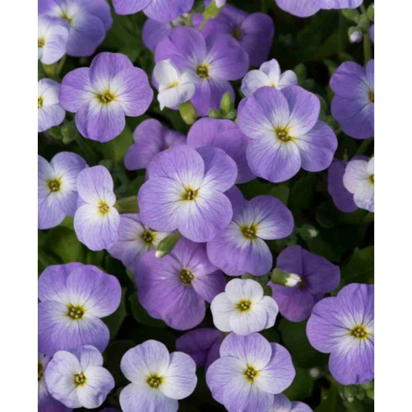 Aubrieta cultorum Regado Blue White Bicolor Pázsitviola  CS9