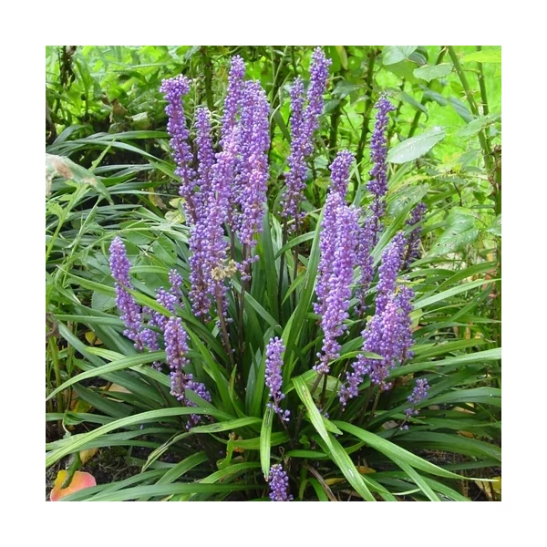 Liriope muscari Big Blue - Gyöngyikés gyepliliom D14