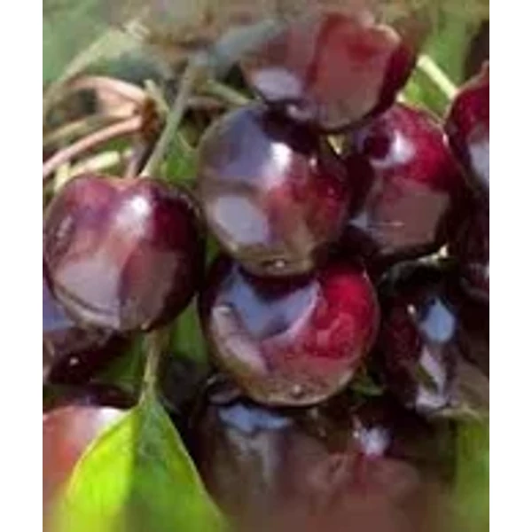 Prunus avium Bigarro burlat cseresznye 1/2 törzses K10 - Cseresznye