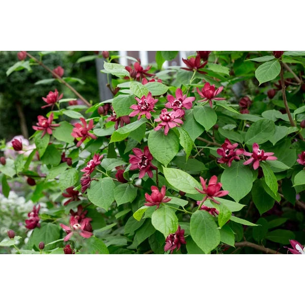 Calycanthus × raulstonii 'Harlage Wine' K5 Illatos Füszercserje