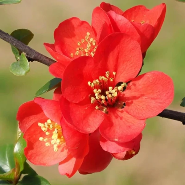 Chaenomeles speciosa - Piros Japán Birs 2L 40/60