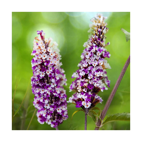 Buddleia davidii 'Berries and Cream' -  Nyáriorgona kétszínű