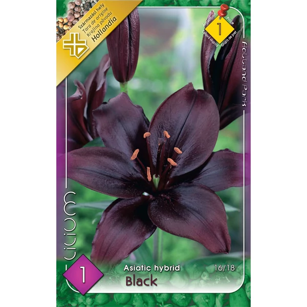 Liliom  Asiatic Black 1-db-os