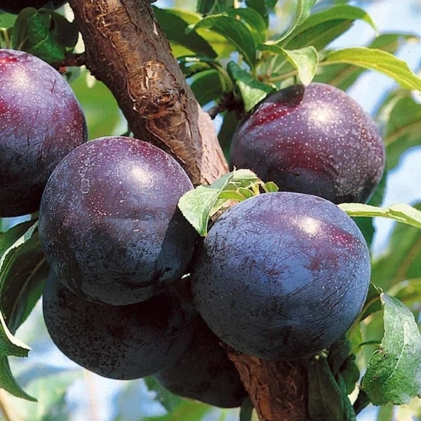 Prunus domestica Black Amber - Japán szilva K10
