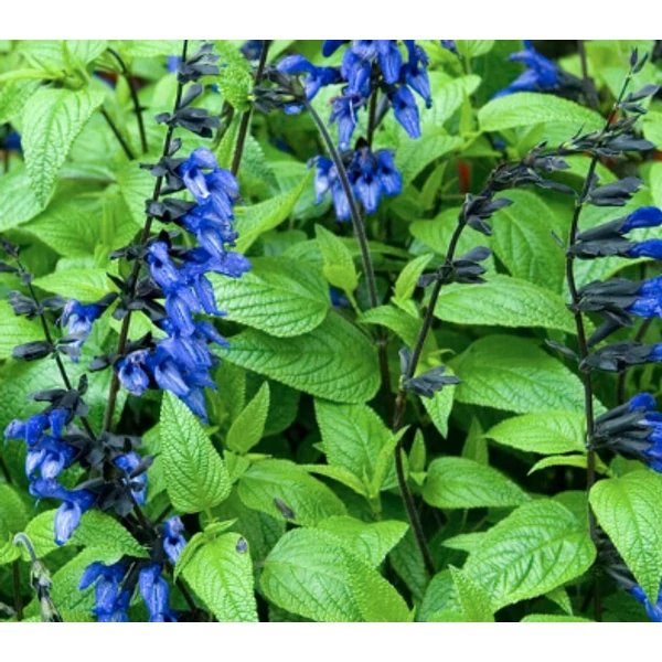 Salvia Black and Blue - Zsálya ánizs illatú K2
