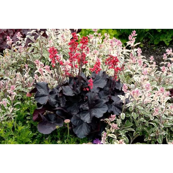 Heuchera Black F. Cake K1,5 15-20