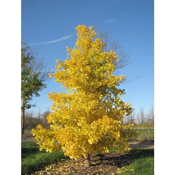 Ginkgo biloba 'Blagon' – Páfrányfenyő K18 3xi 150/200