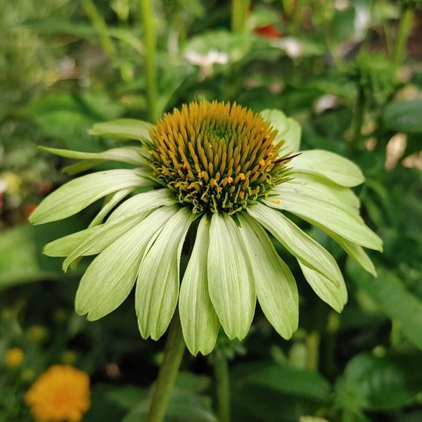Echinacea purpurea Prairie Blaze Green - Kasvirág Cs9