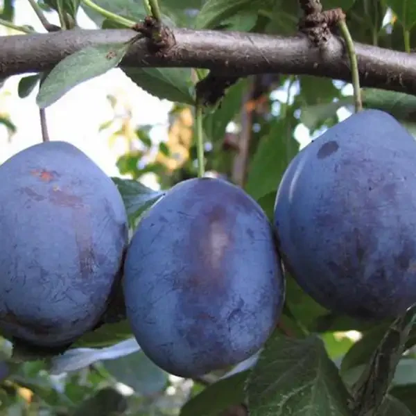 Gyümölcsfa Bluefre szilva - K12 150/200