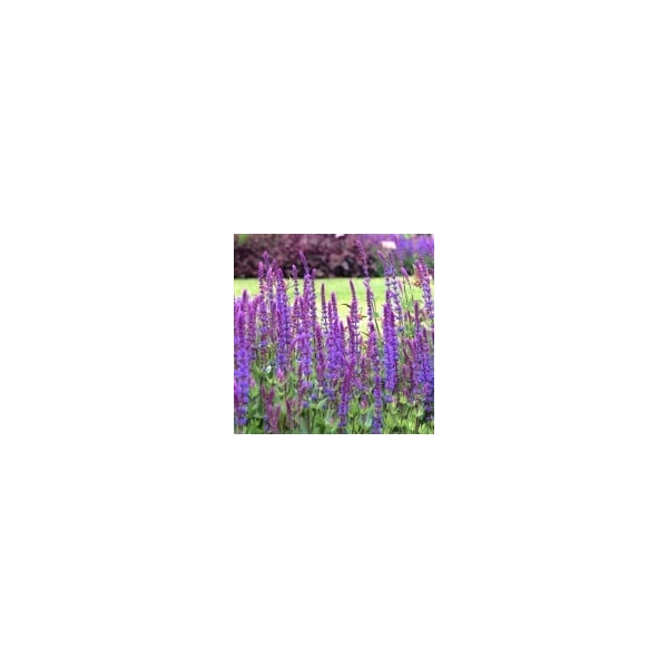 Salvia nemorosa Marcus Cs14