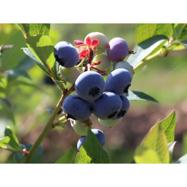 Vaccinium corymbosum 'Bluecrop' -  Bőtermő kék áfonya K2 30/50