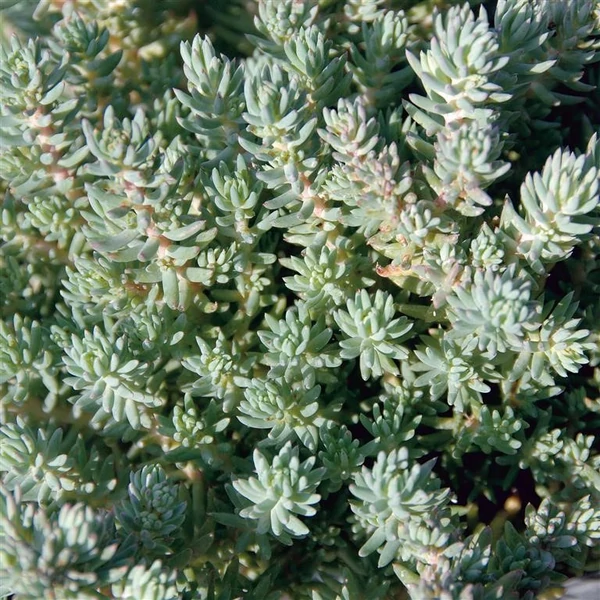 Sedum reflexum Blue Cushion– Varjúháj CS9