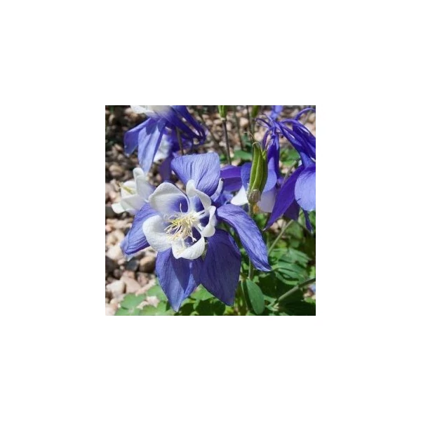 Aquilegia caerulea Kirigami Light Blue Wihite - Kerti harangláb Cs14
