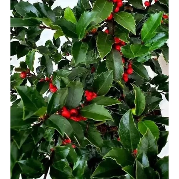 Ilex meserveae 'Blue Maid' - Termős kék magyal K3 T50