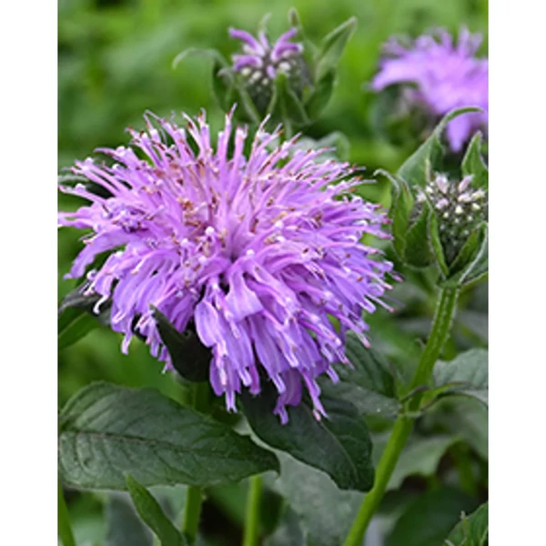 Monarda Blue Moon - Méhbalzsam CS14