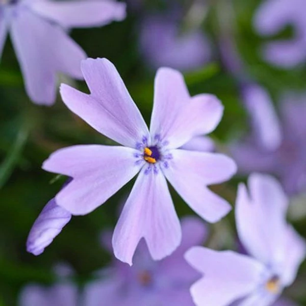 Phlox subulata Emerald Cushion Blue- Árlevelű lángvirág D17