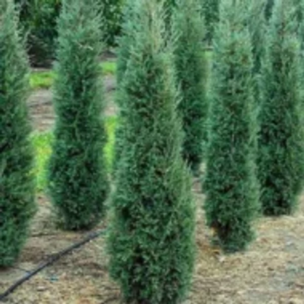 x Cupressocyparis leylandii 'Blue Jeans' - Leyland-ciprus 100/125 FL